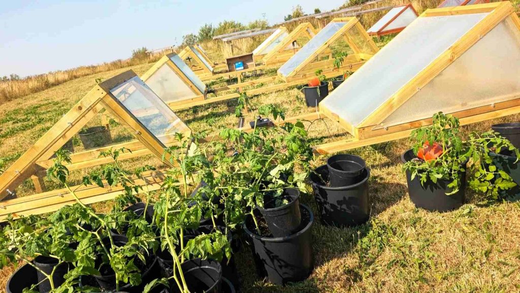 A photo of the on campus green houses