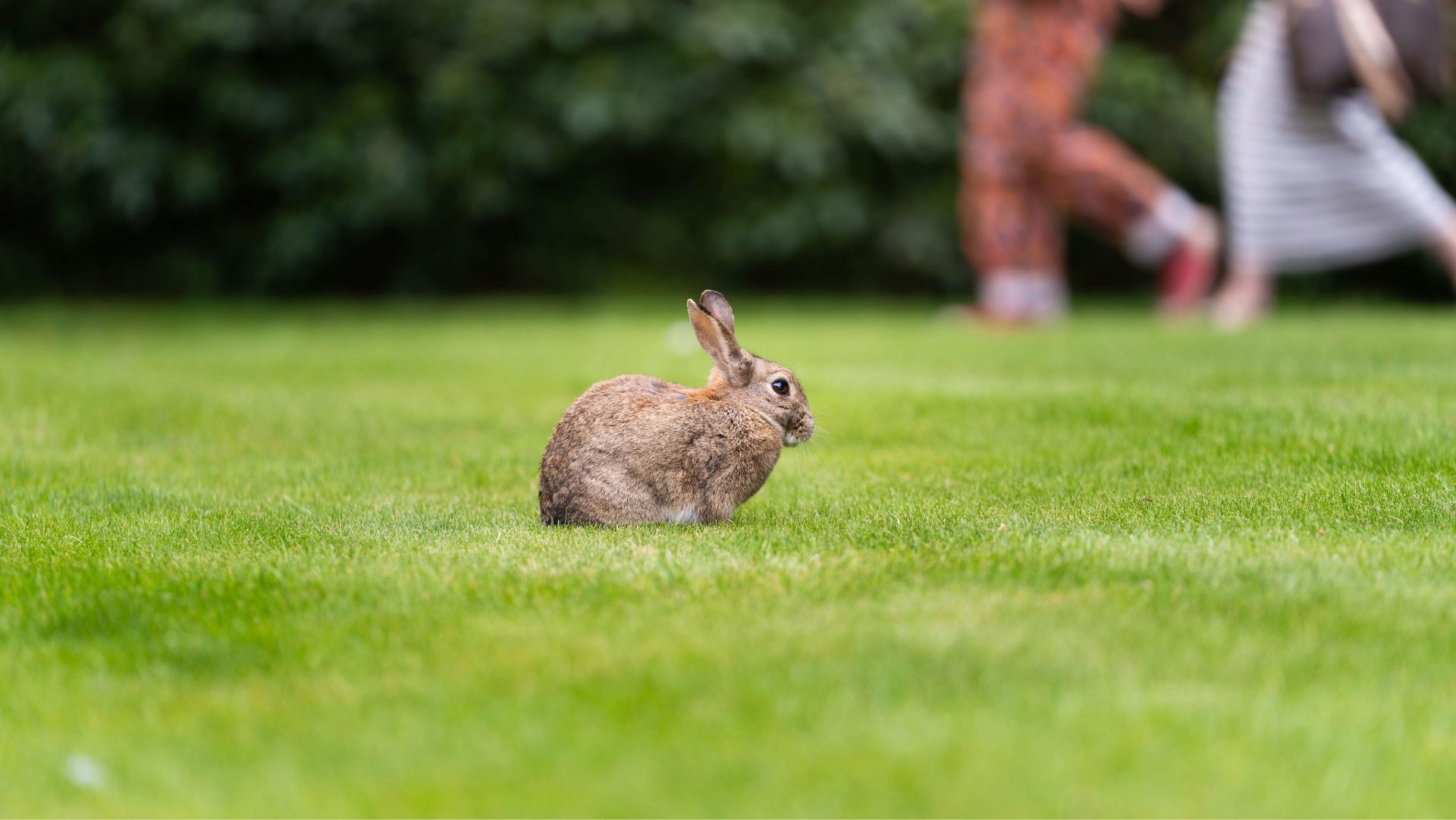 A grey rabbit sitting on grass.