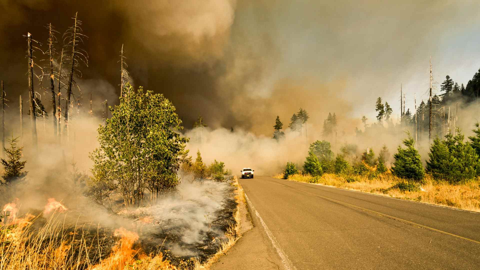 a road with trees either side and smoke and fire coming from them.
